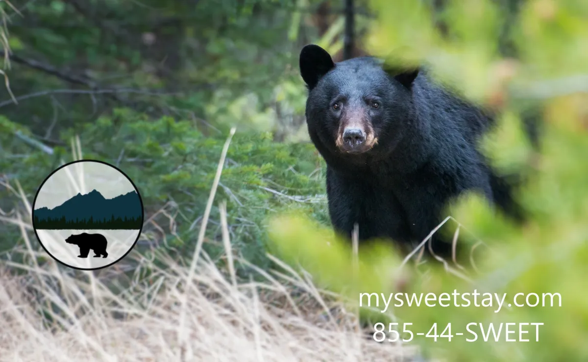 A striking image of a black bear wandering amidst lush green foliage and dried grass, suggesting close proximity to wildlife and the natural beauty of the Smoky Mountains. The scene evokes a sense of adventure and the allure of exploring the outdoors.