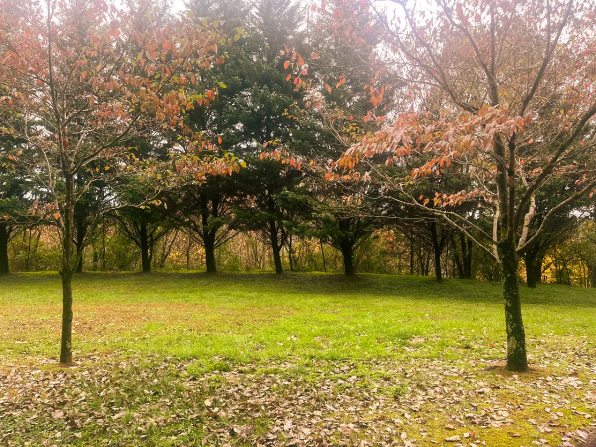 A peaceful landscape of green grass and vibrant autumn foliage, with a tree line in the distance. The setting evokes a sense of tranquility, ideal for nature walks, photography, and outdoor gatherings.